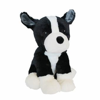 Hund Boston Terrier 