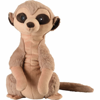 Erdmännchen 
