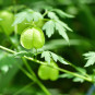 morepic-2