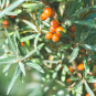 morepic-2